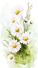 Fototapeta premium Delicate chamomile flowers study nature scene watercolor art soft green background artistic perspective floral composition