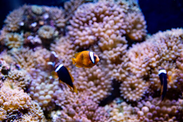 Obraz premium Underwater macro photography, fish swims against the background of carrals