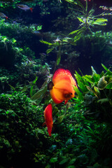 Underwater World Full of Life and Colors, orange angelfish.Underwater filming