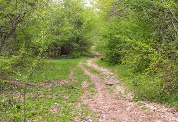 the beginning of the spring period in a mountainous area-forest, panoramic views of natural mountain ranges and meadows