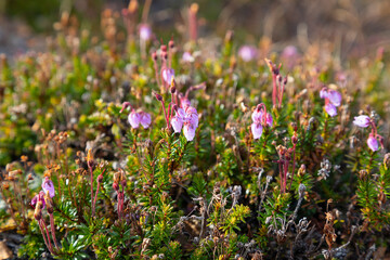 Blooming Phyllodoce in the tundra in summer close up