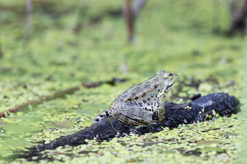 Marsh frogs sitting in the water, close-up