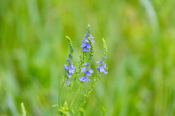 Blue flax flowers on a background of green grass