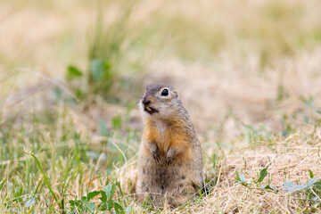 Gopher stands in the grass on a summer day