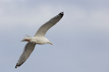 Close-up of a seagull flying in the sky