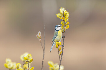 Eurasian blue tit bird sitting on a branch of a flowering willow © Shchipkova Elena