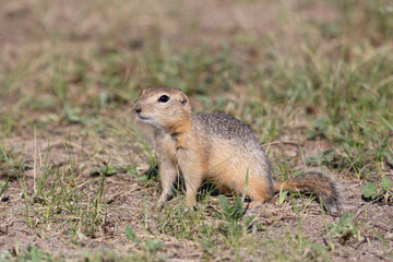 Gopher stands in the grass on a summer day