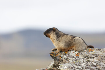 Marmota camtschatica or Black-capped marmot sits on a rock. Russia