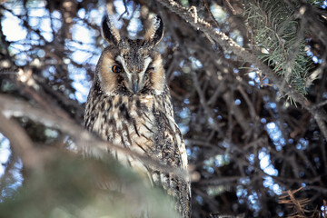 Adult Long-eared owl perched on a fir tree branch