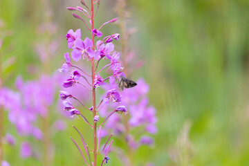 butterfly sits on a flower in the sunny summer day
