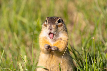 Funny gopher close-up looking at you
