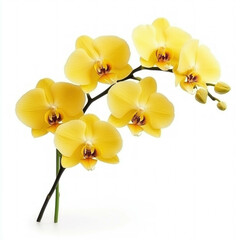 Obraz premium Yellow Orchid Isolated