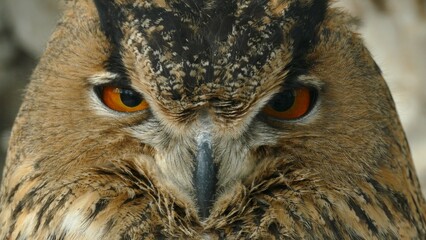 head of a beautiful owl with an attentive look close-up