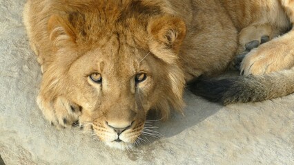 handsome lion looks with an attentive gaze