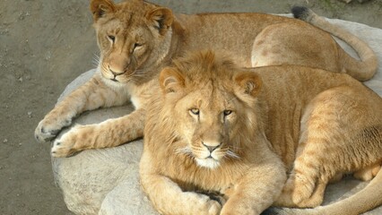 beautiful lion family relaxing on rocks