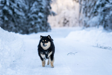 Running Finnish Lapphund dog during snow in forest. Finnish Lapphund running outdoors in snow during winter season. 