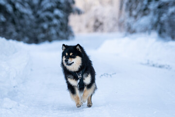 Running Finnish Lapphund dog during snow in forest. Finnish Lapphund running outdoors in snow during winter season. 