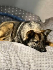 A relaxed mongrel dog lies comfortably on a soft, patterned blanket, gazing thoughtfully into the distance. The cozy atmosphere captures the dog's peaceful demeanor.