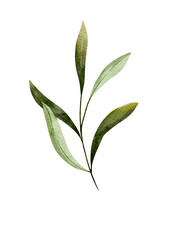 Obraz premium Green olive leaves, watercolor illustration