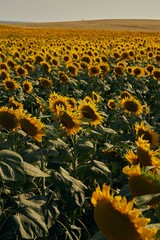 Obraz premium sunflowers in the field of sunflowers