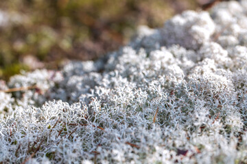 Beautiful natural background of green and gray moss and lichen. 
