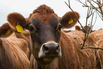 A brown Jersey cow in close up looks towards camera. Jersey cows and calves. Farming and agriculture image. Livestock and beef. 