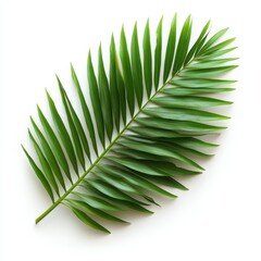 Obraz premium A vibrant green leaf rests elegantly on a clean, white surface, highlighting its natural beauty and contrasting colors.