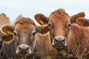 Cows. A brown Jersey cow look towards camera. Jersey cows and calves. Farming and agriculture...