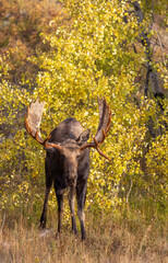 Bull Moose During the Rut in Autumn in Grand Teton National Park Wyoming