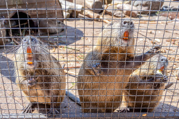 Beavers looking out of a cage close-up © Elena