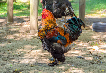 Shaggy-legged rooster close-up on a farm