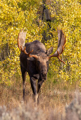 Bull Moose During the Rut in Autumn in Grand Teton National Park Wyoming