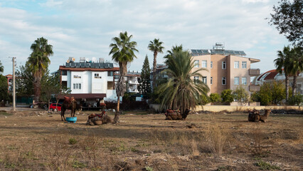 a herd of camels in Turkey rests in a clearing near houses