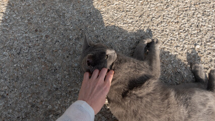 A woman strokes a street cat