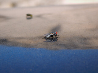 Large grey fly.