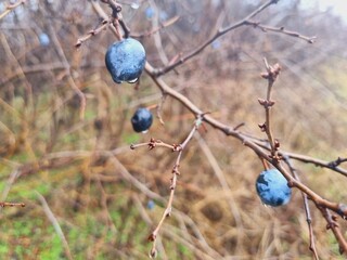 dense bushes of blackthorn, many blue fruits