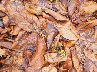 autumn brown fallen walnut leaves