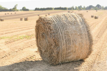 Bale of dry flax on the field