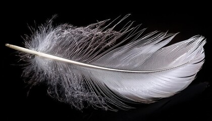 Obraz premium white feather on black