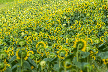 Campo di girasoli, Marche