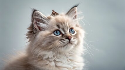 Ragdoll Kitten Portrait Fluffy, Blue-Eyed, Close-Up, Soft Lighting, Pet Photography, Cute Cat, Animal Portrait Ragdoll