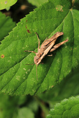rufous grasshopper insect macro photo	