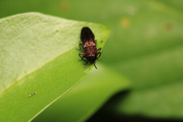 harpalus rufipes insect macro photo	