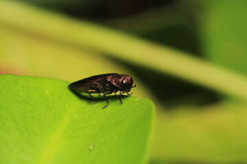 harpalus rufipes insect macro photo	