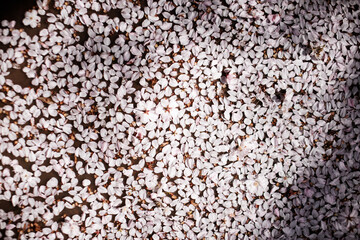 Fallen cherry blossoms creating spring carpet in petrin gardens, prague in March