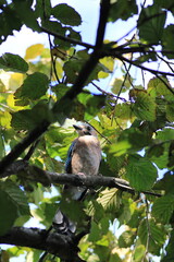 jay garrulus glandarius bird on tree branch	