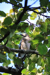 jay garrulus glandarius bird on tree branch	