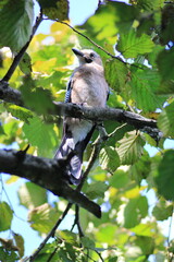 jay garrulus glandarius bird on tree branch	
