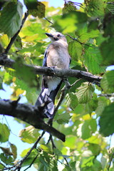jay garrulus glandarius bird on tree branch	