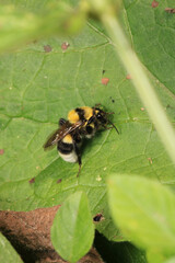 honey bee photo in natural pumpkin flower	